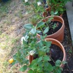 No blueberries to be seen - Phyllis has already been here!