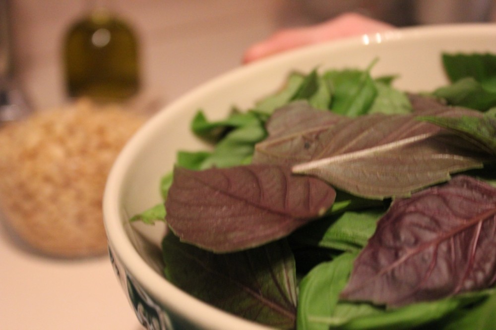 Purple Basil